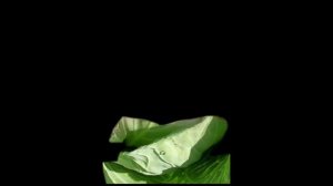 Готовая Маска Капусты 1 1. Перевернутый лист на черном фоне