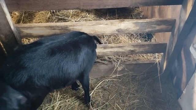 Коза за день до окота. В ожидании... смотреть онлайн