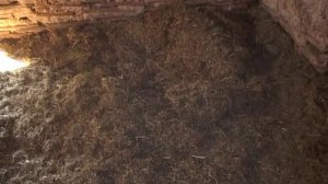 Вьетнамские поросята.Содержание.