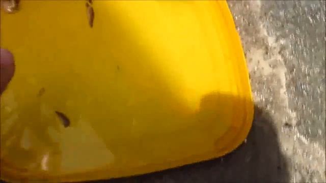 COMBATENDO LESMAS E CARAMUJOS NAS ORQUÍDEAS - LESMICIDAS E SUPER DICAS CASEIRAS✴️ смотреть онлайн