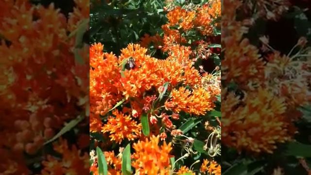 Butterfly Weed (Asclepias tuberosa)