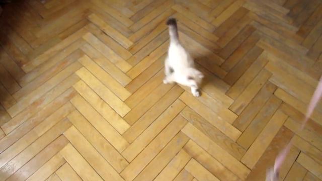 Котик играет с лентой и лазером смотреть онлайн