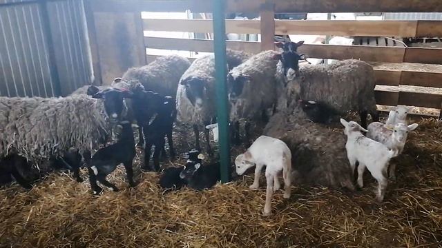 Катумские овцы гибриды 2 смотреть онлайн