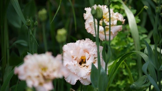 How to Grow Lisianthus for the Cut Flower Garden смотреть онлайн