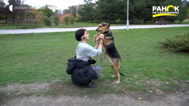 Вигулювання собак у притулку Ранок на Суспільному смотреть онлайн