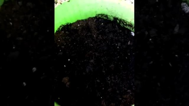 Вырастил апельсин в домашних условиях день 1. смотреть онлайн