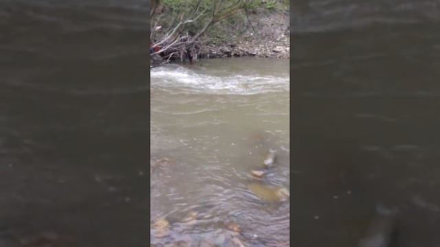 Река Чираг-чай!!! Ловим рыб! Усач. Форель. смотреть онлайн