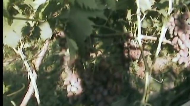 Аметист Новочеркасский.mpg смотреть онлайн