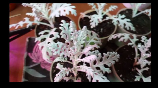 Цинирария серебристая! Размножение и пересадка смотреть онлайн