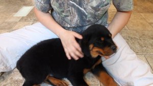 Copy of Tape Rottweiler puppy ear, Puppy Ear Taping - How to Tape your Rottweilers puppies ears