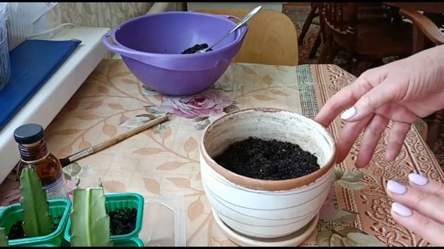 ЭПИФИЛЛУМ. РАЗМНОЖЕНИЕ ЧЕРЕНКАМИ И УХОД смотреть онлайн