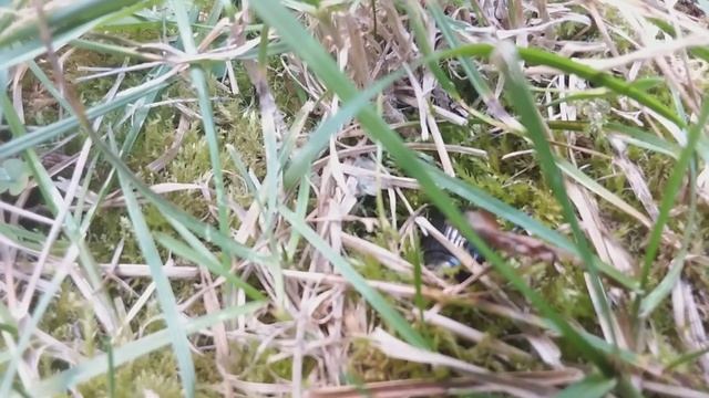 Жук-олень, жук носорог и пчела в какао. смотреть онлайн