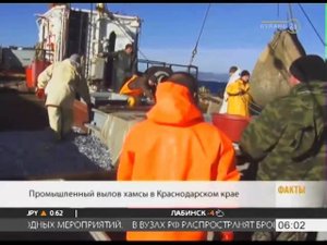 В Черном море начался пик лова европейского анчоуса