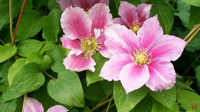 Клематис «Пиилу» (Clematis Piilu) смотреть онлайн