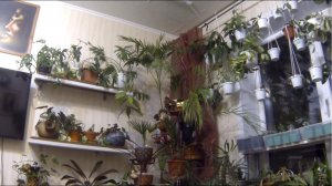 Меняю местами полки-подставки.  Обзор цветов. Цветы в интерьере.