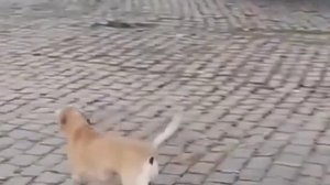 Верный друг