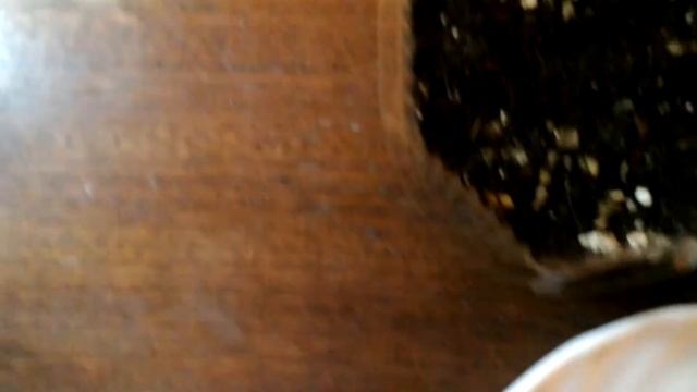 Выращиваем экзотические растения. Сеем канну и альстромерию из семян