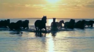 ВИА "Песняры". "Конь незацугляны".  Клип