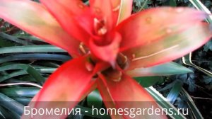 Бромелия цветет лишь один раз за свой жизненный цикл