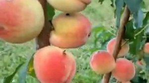 Персик колоновидный Медовый, Триумф, Юбилей столицы, Сувенир. Россия | Растущая Таврида