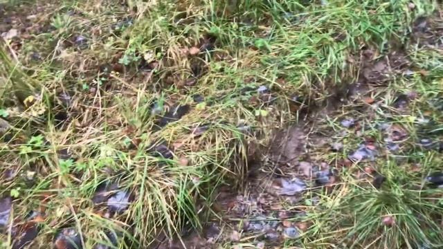 Новгородская область осень 2021 смотреть онлайн