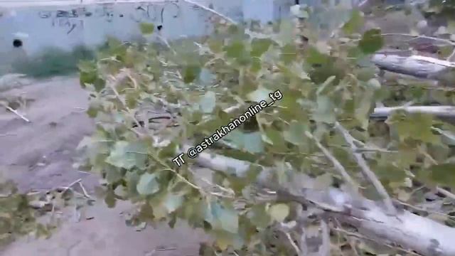 В Астрахани от падения дерева пострадал очередной автомобиль смотреть онлайн