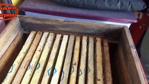 Зимовка пчел без утеплений