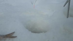 ЯНАО!РЕКА ЕТЫПУР ! ЗАЧЕТНЫЕ СОРОГА И ЯЗИ! ЗИМНЯЯ РЫБАЛКА НА ТАЕЖНОЙ РЕКЕ!