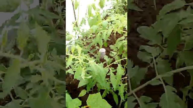 Как я защищаю свои помидоры от холода. смотреть онлайн