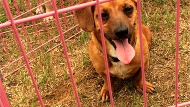 Фото собаки разлетелось по Сети и через один день ее жизнь кардинально изменилась❗ смотреть онлайн