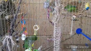 Сколько жёрдочек должно быть в клетке у попугая?/How many branches should be in the cage of parrots