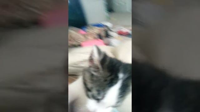 Attack of Kitten