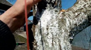 СТАРУЮ Жёлтую Сливу Пытаюсь ОМОЛОДИТЬ.!!!  15.04.2020г.