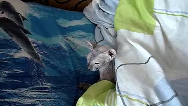 Теки спит.MPG смотреть онлайн