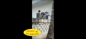 01:25 когда готов сожрать всех ? Прикольные ролики про животных