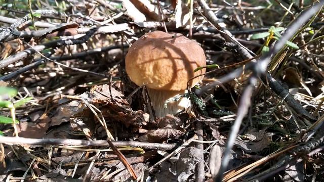 Дача - АВР смотреть онлайн