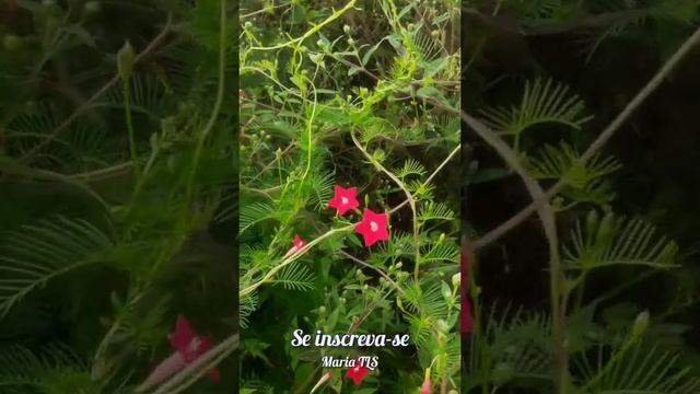 nome flor/Esqueleto–Ipomoea quamoclit #MariaTLS \(*;*)/