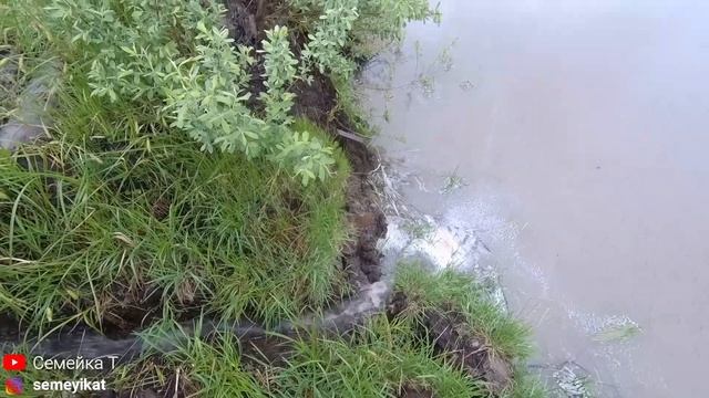 Почищенный пруд на даче весной наполняется водой /Копаем пруд на даче для рыбы и раков ??
