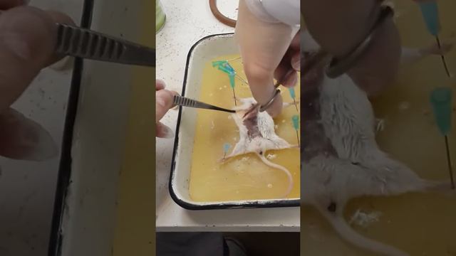 Вскрытие смотреть онлайн