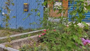 Как продлить цветение клематиса. Клематис Х. Ф. Янг
