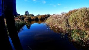 Как ЛОВИТСЯ РЫБА в НАЧАЛЕ ОКТЯБРЯ на ОЗЕРЕ ЧЕРНОМ и РЕКЕ ЖИГУЛЯНКА в БЕЛАРУСИ. ДОМ РЯДОМ С ЛЕСОМ/ч.