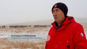 Казахская белоголовая — идеал для фермера? Где купить, плюсы и минусы, содержание, откорм, привесы