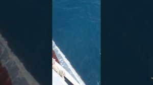 Морская прогулка на катамаране "Дельфин". Дивноморское, июнь,2023