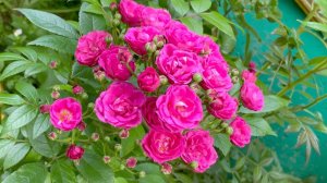 Июль в Саду 31 июля 2023 часть 4