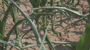 Технология Strip-till. Внутрипочвенное внесение и поверхностное разбрасывание удобрений