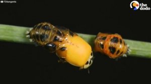 The Stunning Life Cycle Of A Ladybug | The Dodo