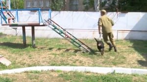 РОТВЕЙЛЕР против ХАСКИ ! КТО СИЛЬНЕЕ ?