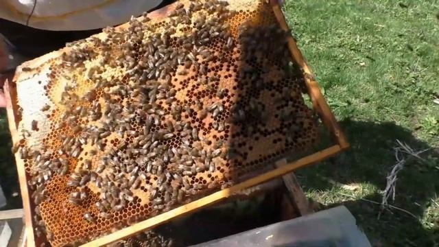 ПЧЕЛОВОДСТВО НА ВСЕ СЛУЧАИ ЖИЗНИ