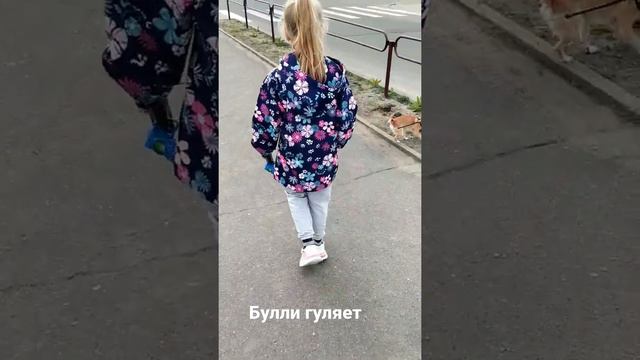 Прогулка с Булли.