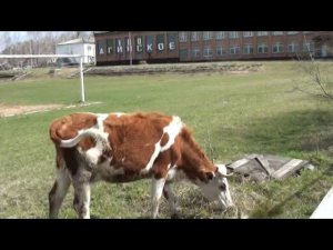 Дает корова молоко